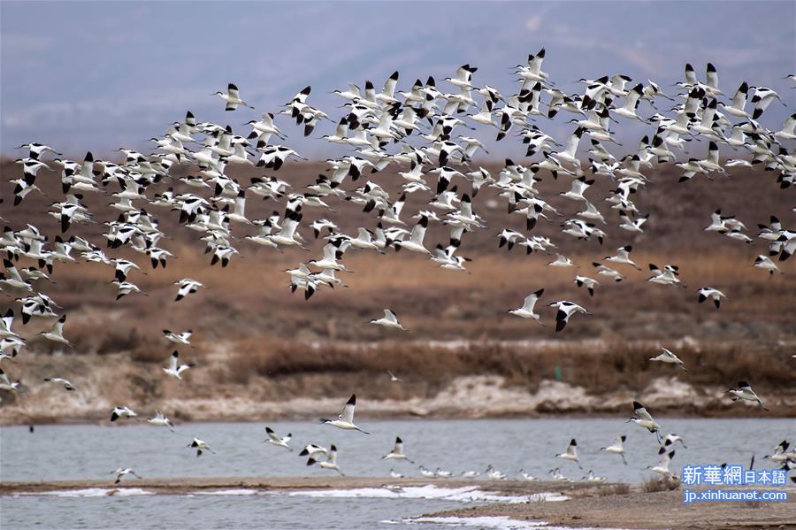 （新华视界）（5）山西运城盐湖湿地迎来大批候鸟