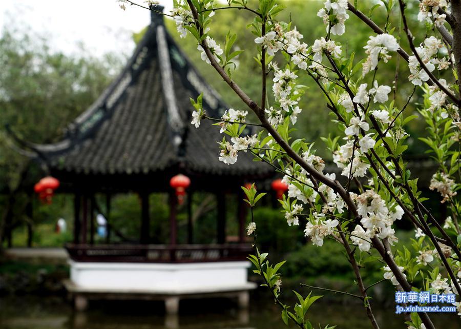 （社会）（1）上海：古典园林春意浓