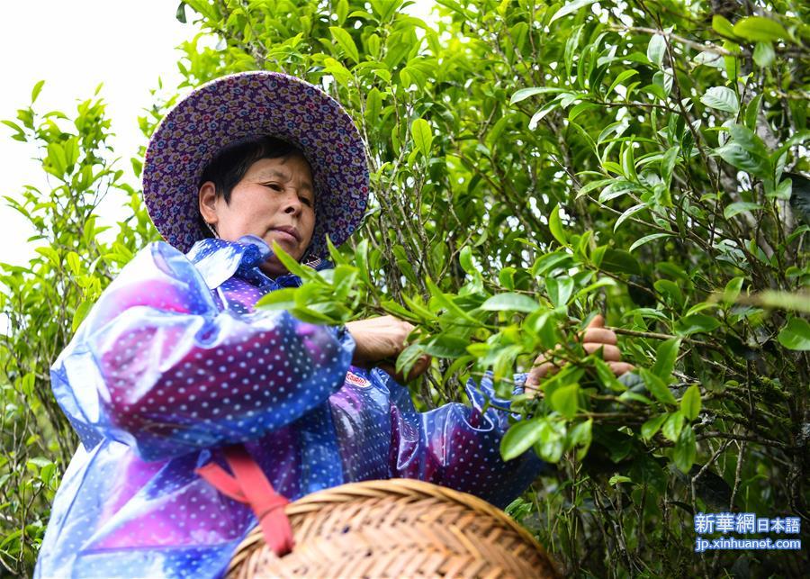 （社会）（3）广东潮州：凤凰春意暖 茶乡复工忙