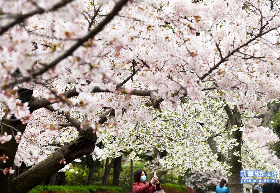 （环境）（1）青岛中山公园樱花绽放