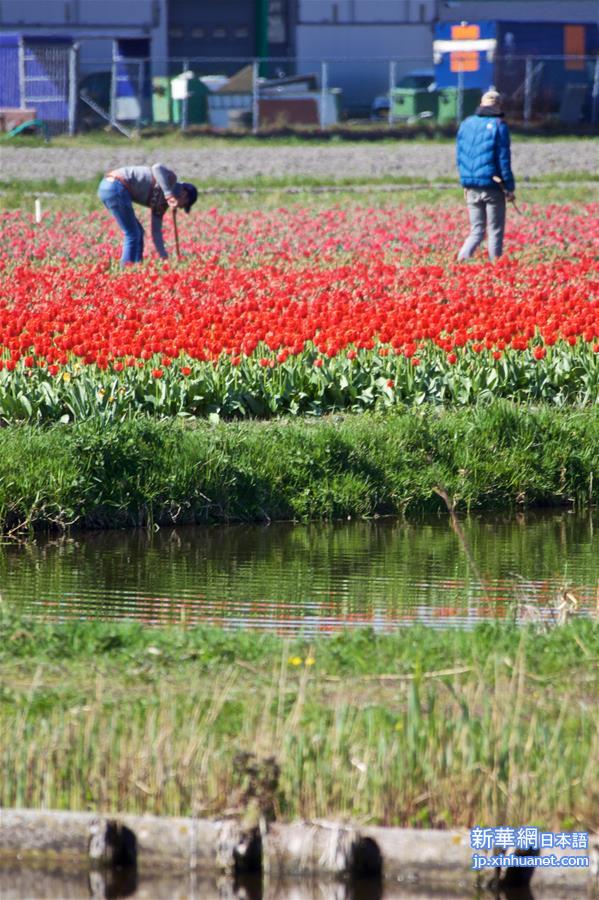（国际疫情·新华视界）（1）荷兰准备提前收割郁金香