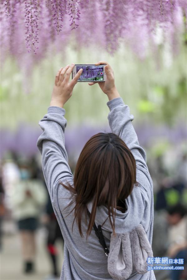 （新华视界）（1）上海：紫藤花开