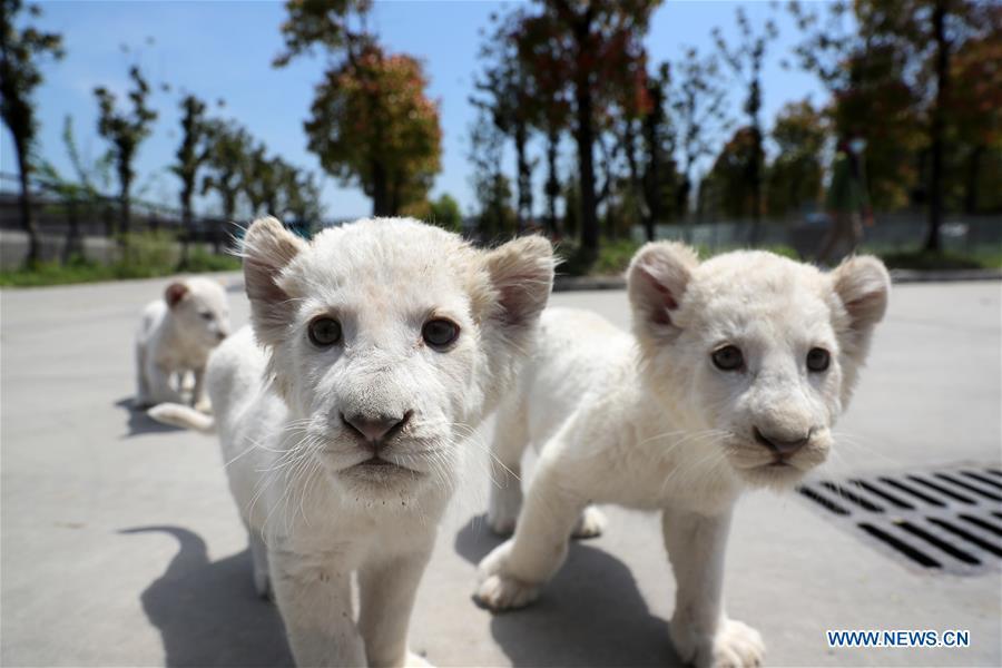ホワイトライオンの三つ子、南通森林野生動物園でお披露目_新華網日本語