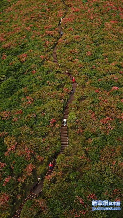 （环境）（3）杜鹃花开景色美