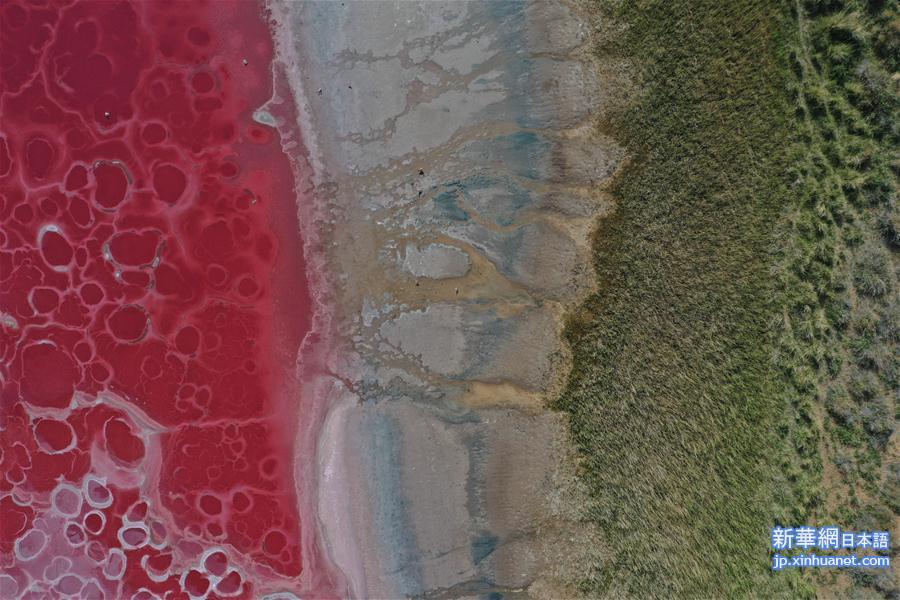 （新华视界）（3）沙漠中的“粉红湖”