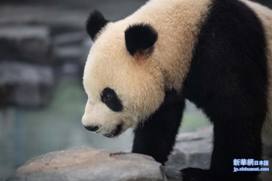 （社会）（1）8只大熊猫安家凤凰