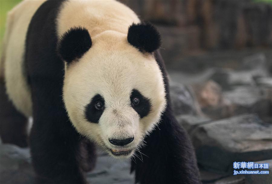 （社会）（2）8只大熊猫安家凤凰