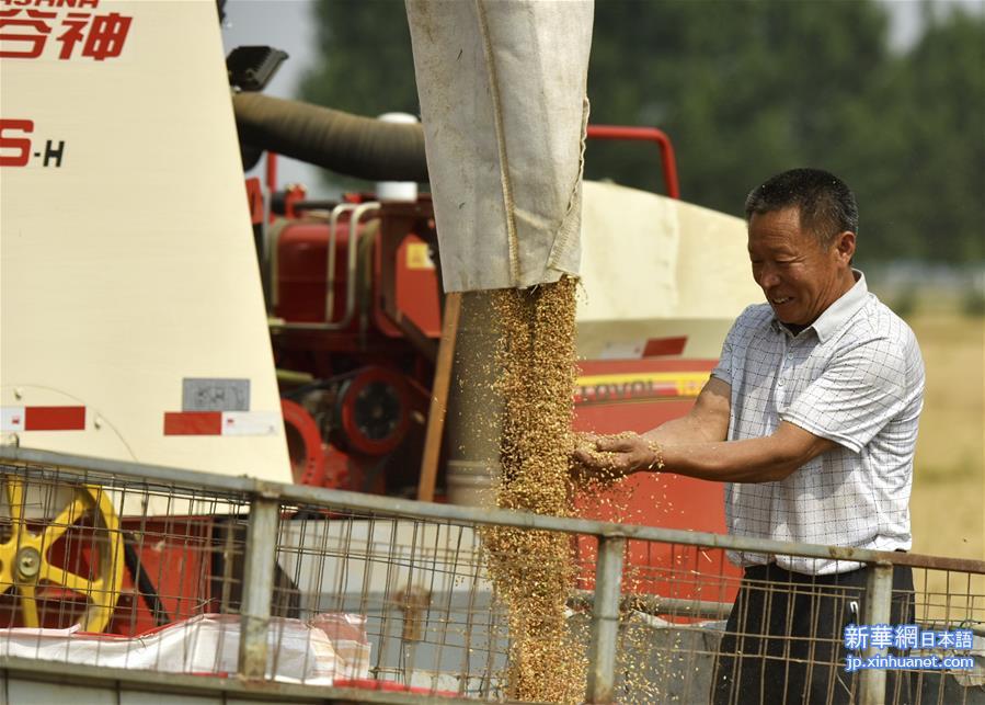 （经济）（1）“渤海粮仓”麦收忙