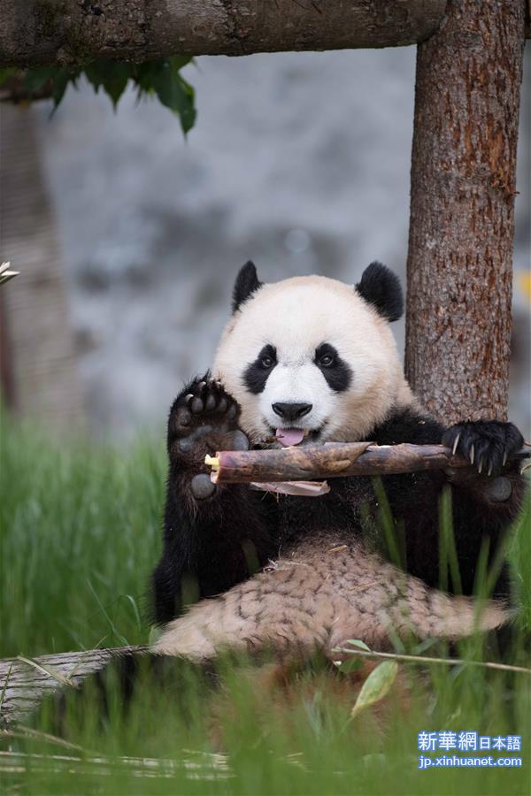 （图文互动）（1）九寨沟大熊猫园开园迎客
