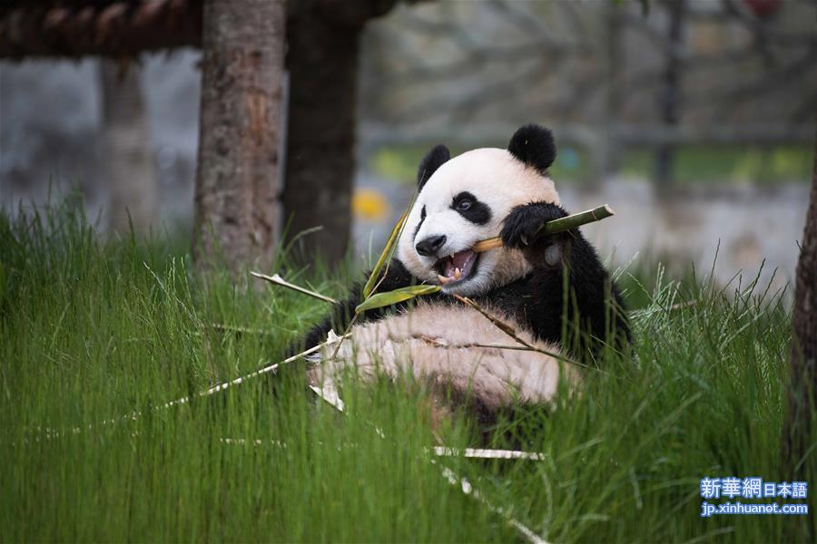 （图文互动）（2）九寨沟大熊猫园开园迎客