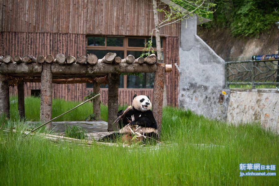 （图文互动）（3）九寨沟大熊猫园开园迎客