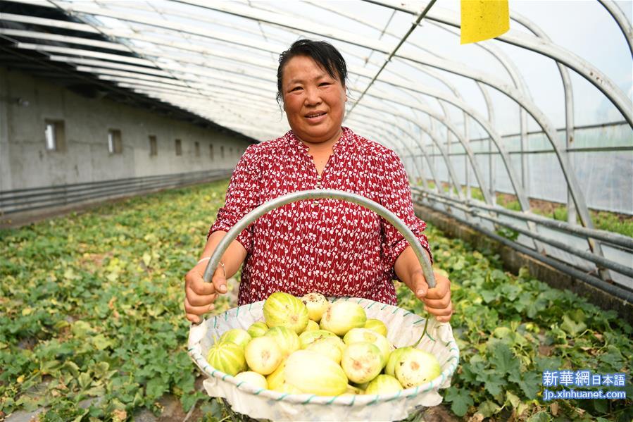 （脱贫攻坚）（4）黑龙江望奎：果蔬园区助农脱贫增收