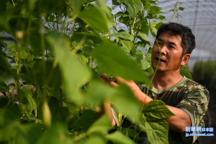 （脱贫攻坚）（8）黑龙江望奎：果蔬园区助农脱贫增收