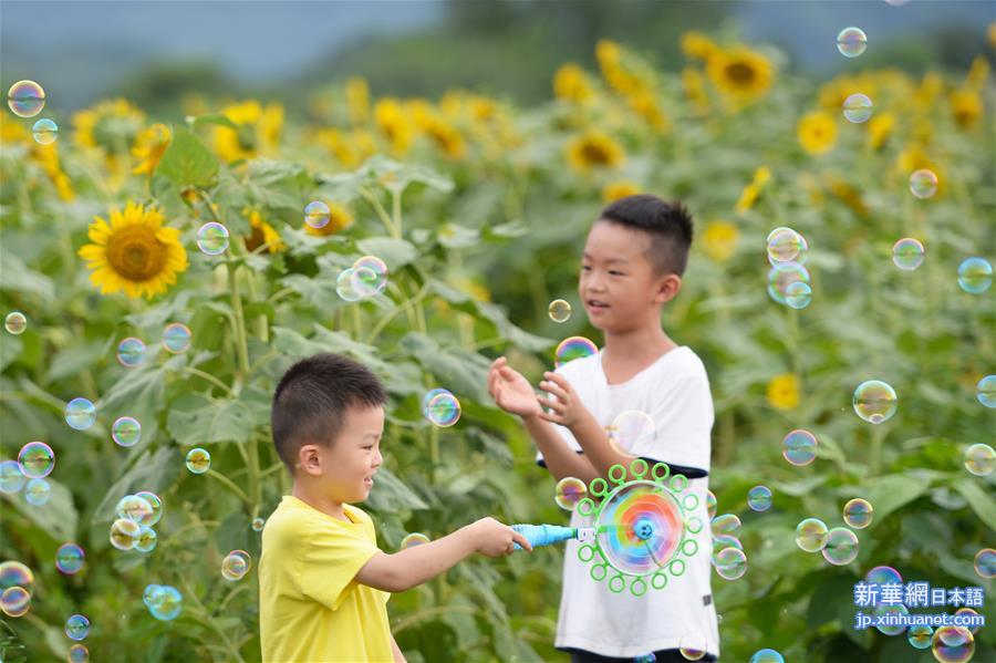 （新华视界）（2）长沙：葵花盛开引客来