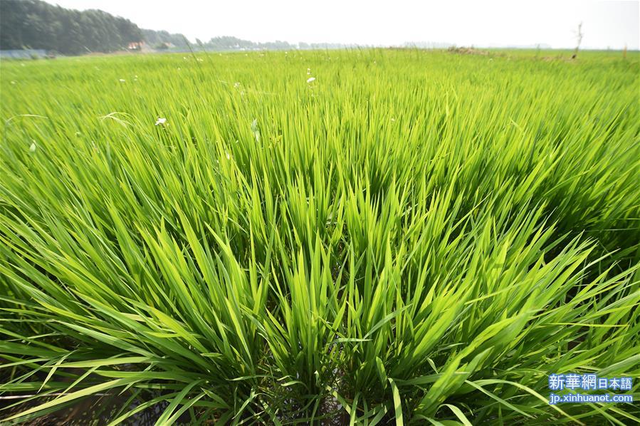 （经济）（5）吉林西部水稻长势良好
