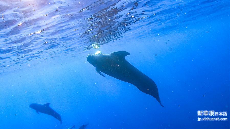 （环境）（3）科研人员在南海记录短肢领航鲸与弗氏海豚混游现象