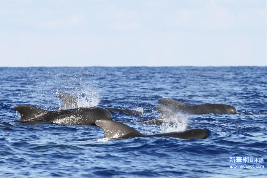 （环境）（4）科研人员在南海记录短肢领航鲸与弗氏海豚混游现象