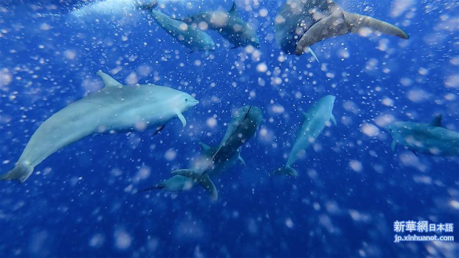 （环境）（6）科研人员在南海记录短肢领航鲸与弗氏海豚混游现象