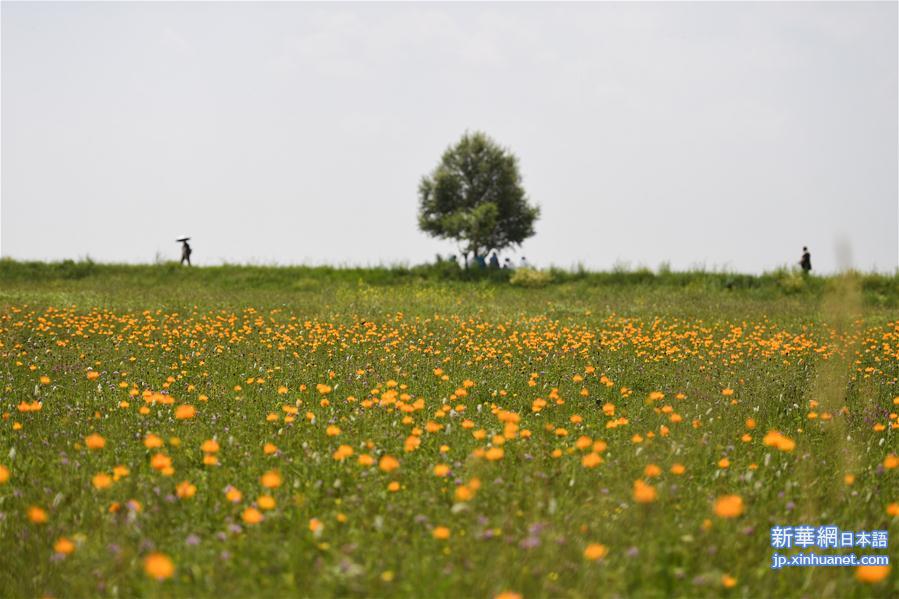 （环境）（1）盛夏金莲川美景