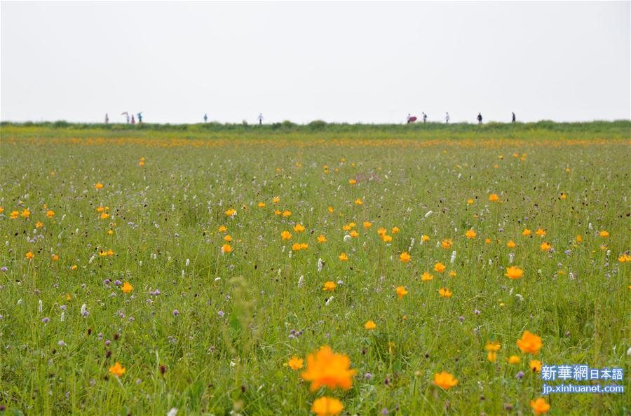 （环境）（3）盛夏金莲川美景