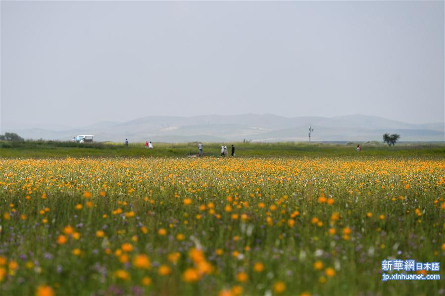 （环境）（4）盛夏金莲川美景