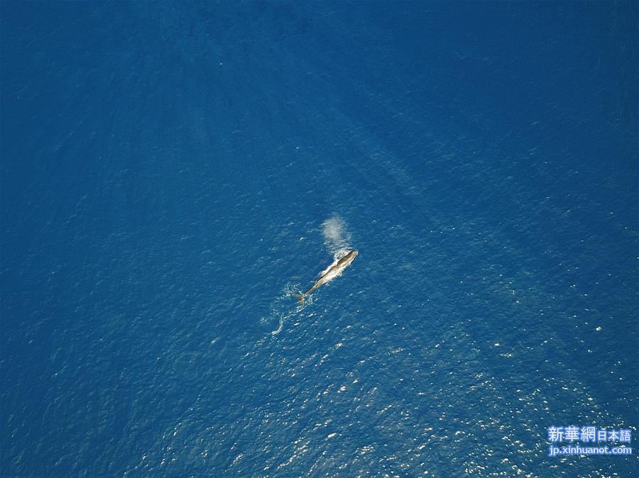 （环境）（1）科研人员在南海连续两次发现抹香鲸群体