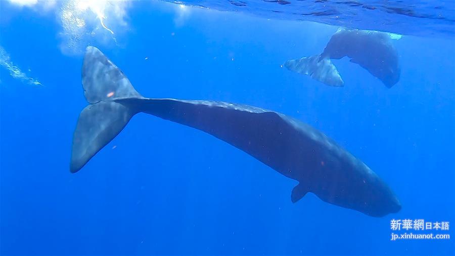 （环境）（2）科研人员在南海连续两次发现抹香鲸群体