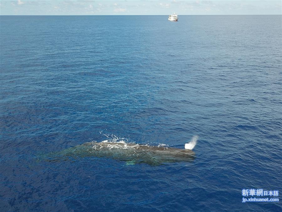 （环境）（4）科研人员在南海连续两次发现抹香鲸群体