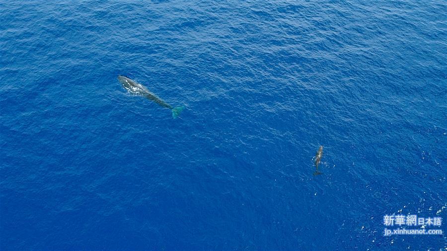 （环境）（5）科研人员在南海连续两次发现抹香鲸群体