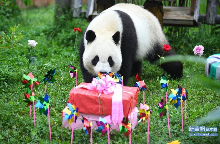 （社会）（1）吉林：大熊猫“初心”与“牧云”迎来4岁生日