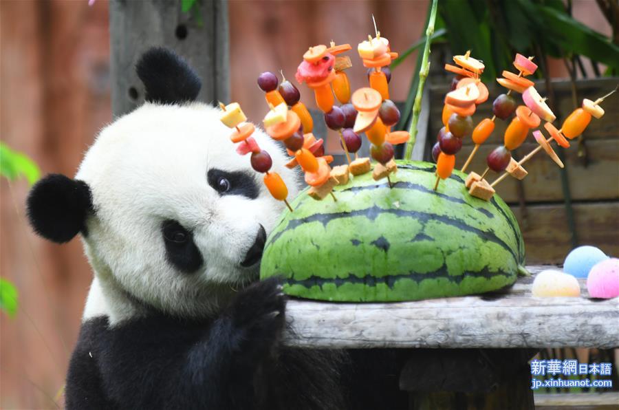 （社会）（2）吉林：大熊猫“初心”与“牧云”迎来4岁生日