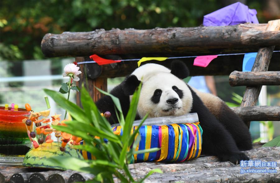 （社会）（3）吉林：大熊猫“初心”与“牧云”迎来4岁生日