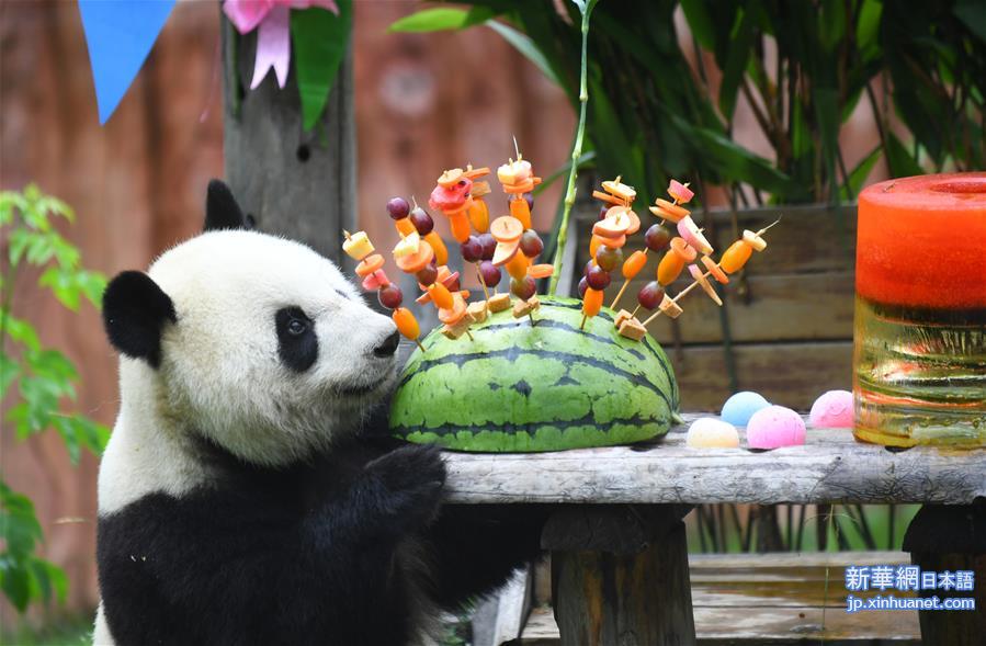 （社会）（4）吉林：大熊猫“初心”与“牧云”迎来4岁生日