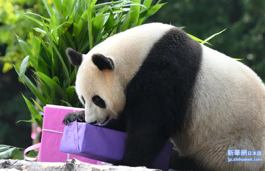 （社会）（5）吉林：大熊猫“初心”与“牧云”迎来4岁生日