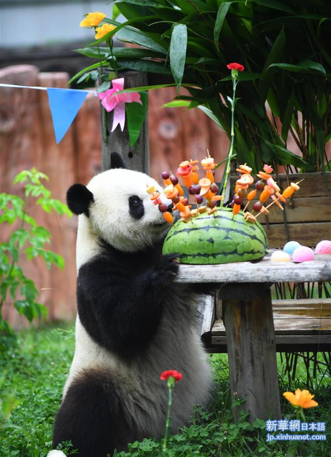 （社会）（6）吉林：大熊猫“初心”与“牧云”迎来4岁生日