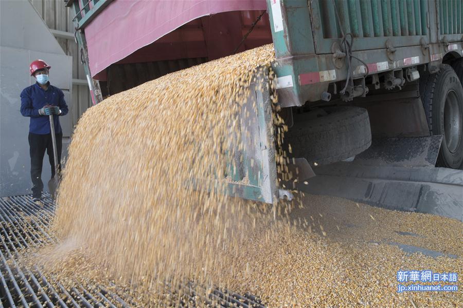 （经济）（1）黑龙江大庆：玉米深加工助力农民增收