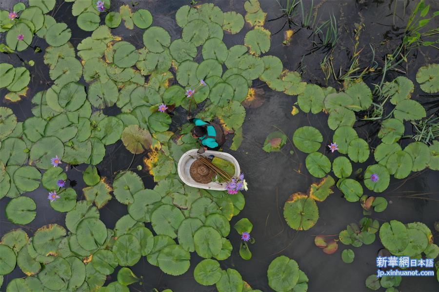 （经济）（5）浙江湖州：香水莲花“盘活”水产池塘