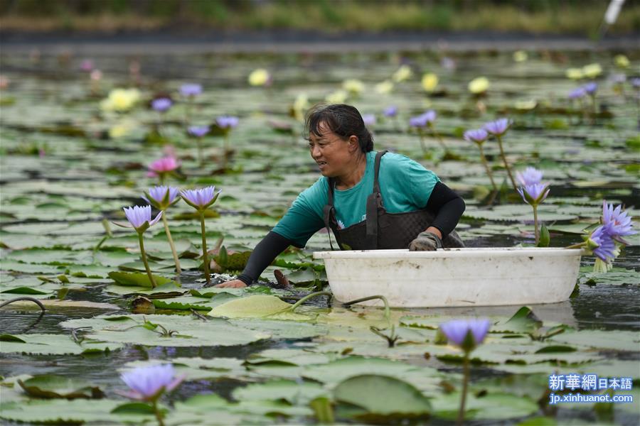 （经济）（6）浙江湖州：香水莲花“盘活”水产池塘