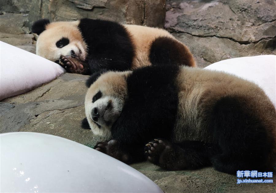 （新华视界）（1）长隆大熊猫快乐度夏