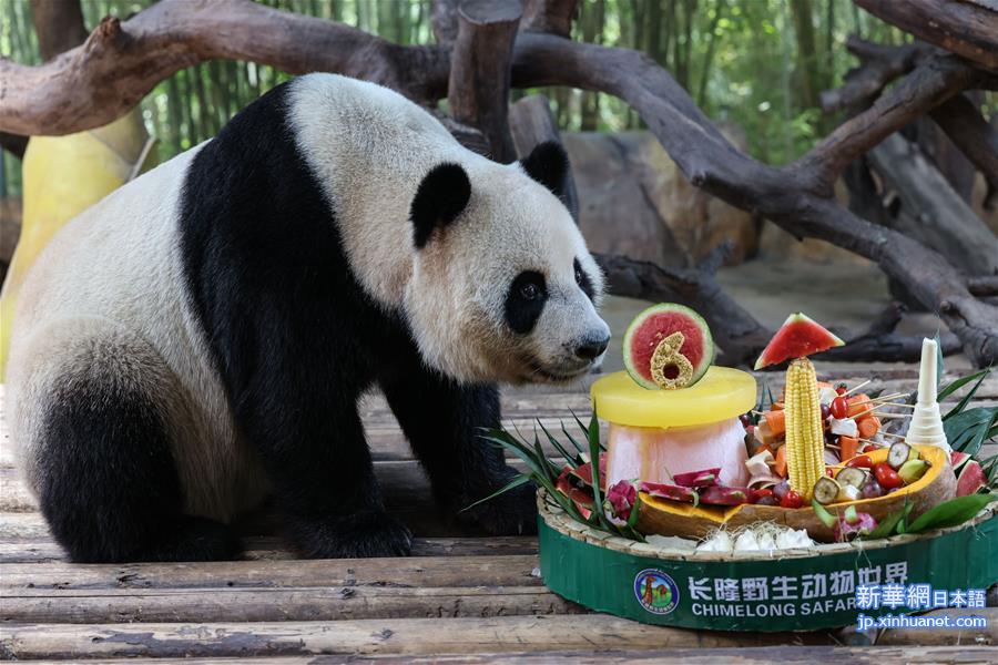 （新华视界）（3）长隆大熊猫快乐度夏