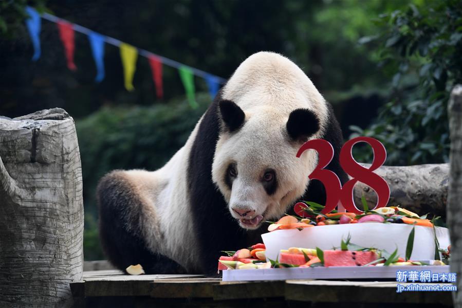 （社会）（1）世界现存最年长圈养大熊猫迎来38岁生日