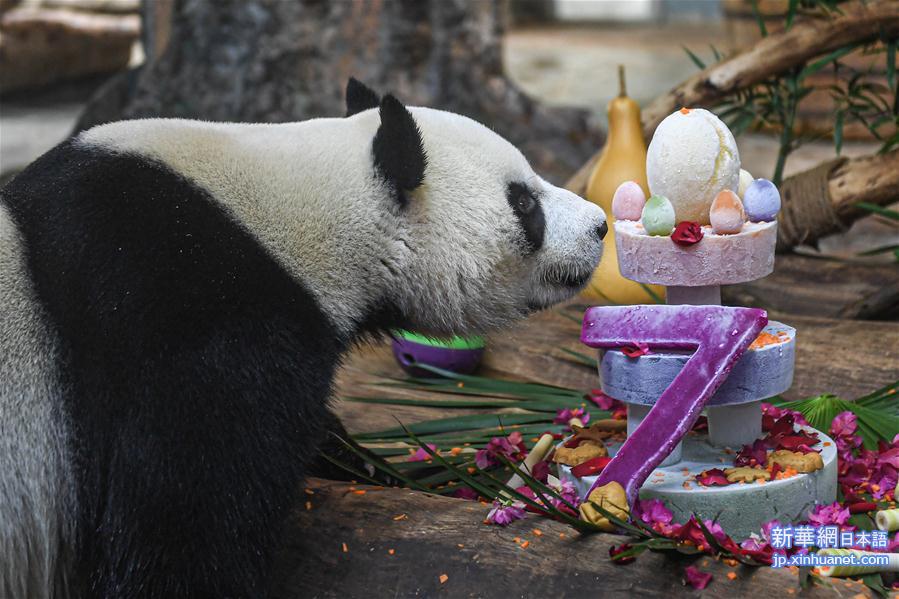 （环境）（1）海口：大熊猫“贡贡”和“舜舜”迎来7岁生日