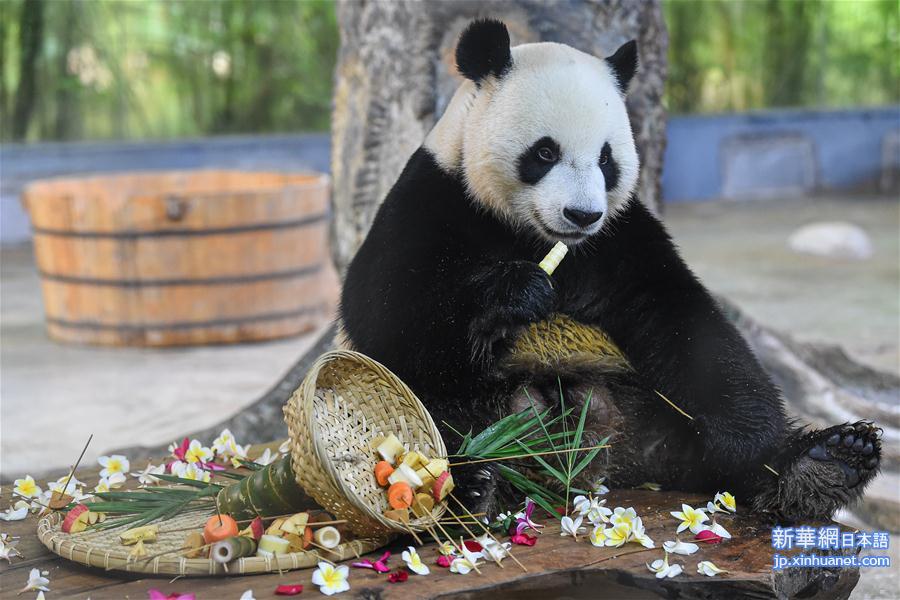 （环境）（5）海口：大熊猫“贡贡”和“舜舜”迎来7岁生日