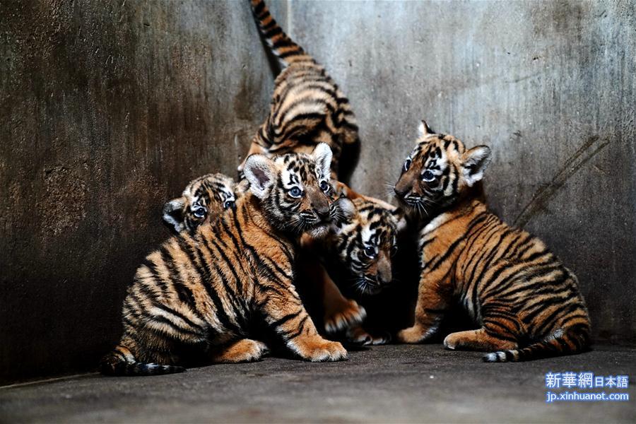 （新华视界）（2）上海动物园为华南虎宝宝征名