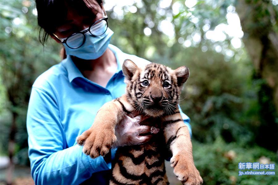 （新华视界）（7）上海动物园为华南虎宝宝征名