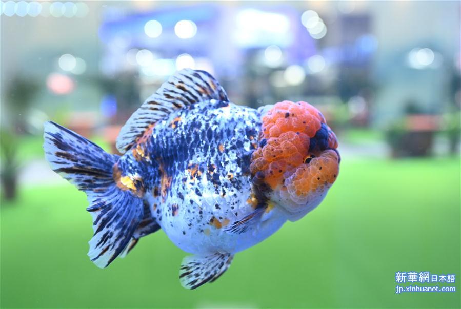 （新华视界）（6）第三届中国（福州）世界金鱼大赛获奖金鱼亮相