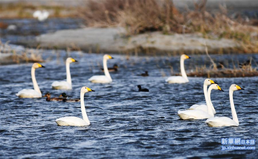 （环境）（1）候鸟天堂乌伦古湖湿地公园