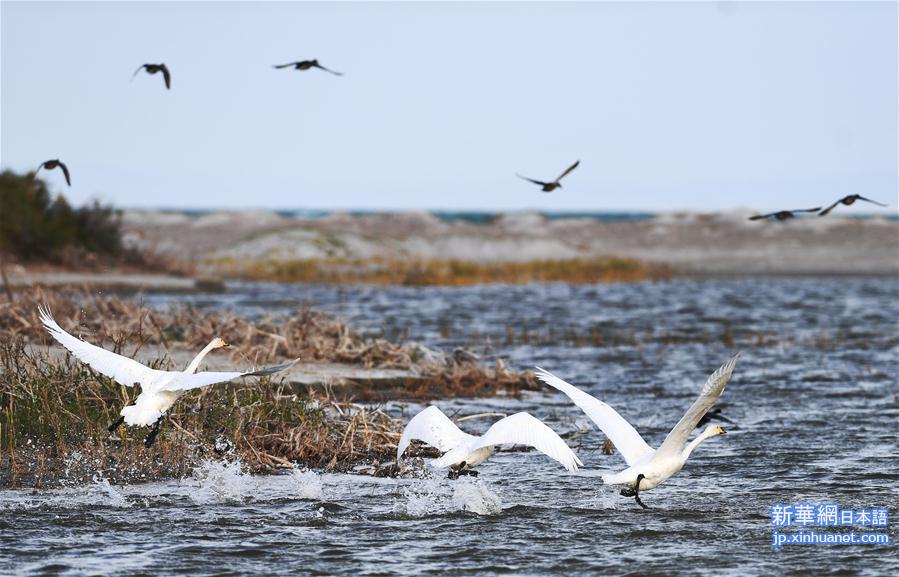 （环境）（2）候鸟天堂乌伦古湖湿地公园