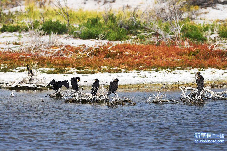 （环境）（4）候鸟天堂乌伦古湖湿地公园
