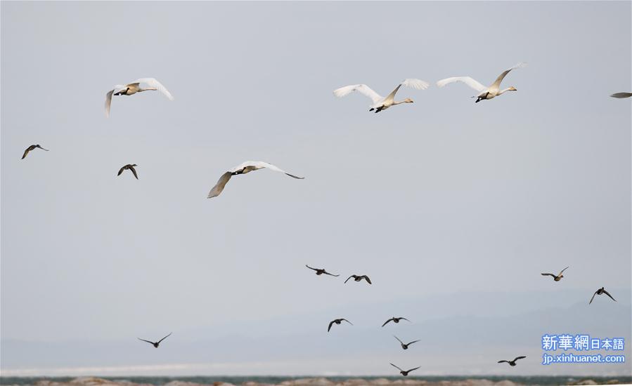 （环境）（6）候鸟天堂乌伦古湖湿地公园